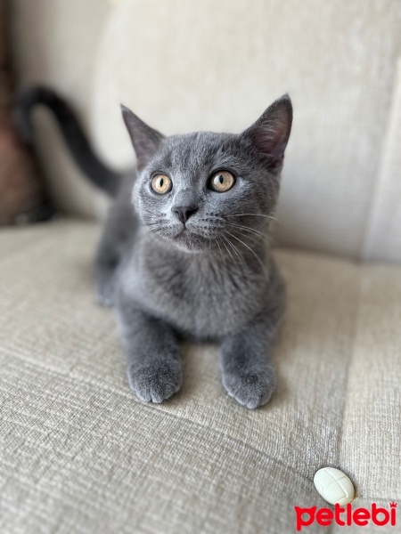 British Shorthair, Kedi  Köfte fotoğrafı