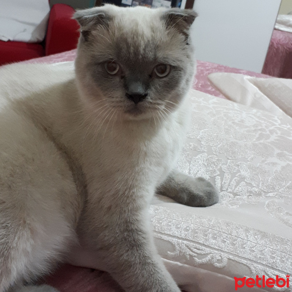 Scottish Fold, Kedi  Casper fotoğrafı