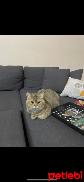 British Shorthair, Kedi  Moka fotoğrafı