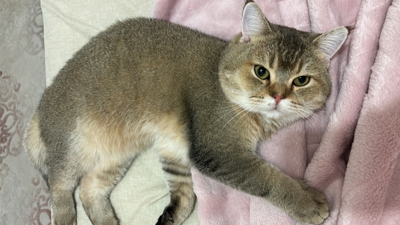 British Shorthair, Kedi  Moka fotoğrafı