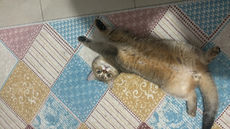 British Shorthair, Kedi  Moka fotoğrafı