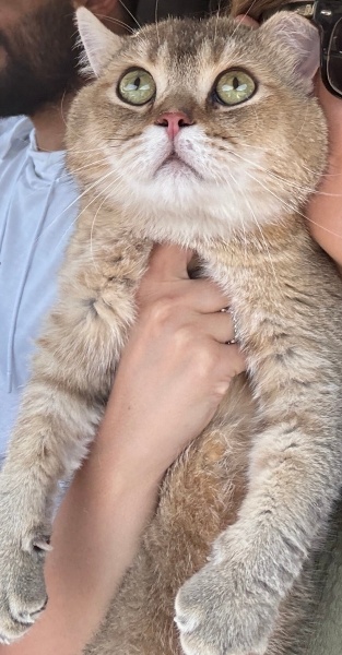 British Shorthair, Kedi  Moka fotoğrafı