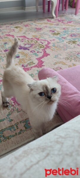 Scottish Fold, Kedi  Pati fotoğrafı