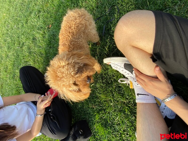 Poodle(Standart Kaniş), Köpek  Leon fotoğrafı