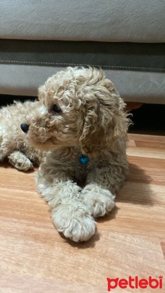 Poodle (Minyatür Kaniş), Köpek  BOB fotoğrafı