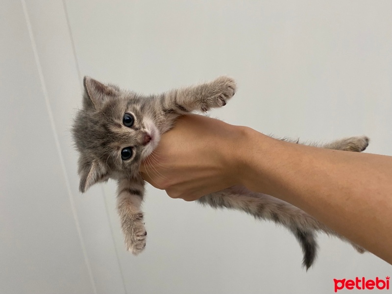 British Shorthair, Kedi  Şans fotoğrafı
