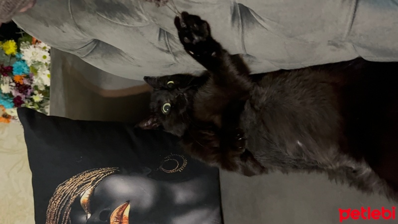 Tekir Kedi, Kedi  SAFİR fotoğrafı