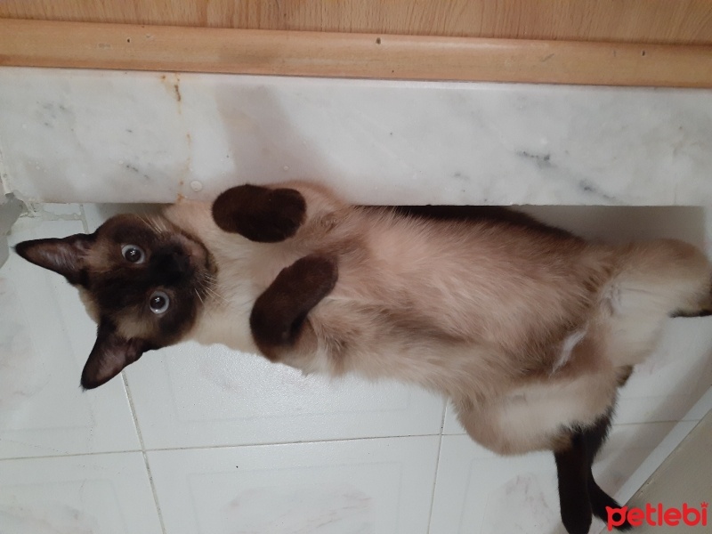 Siyam Kedisi, Kedi  pendi fotoğrafı