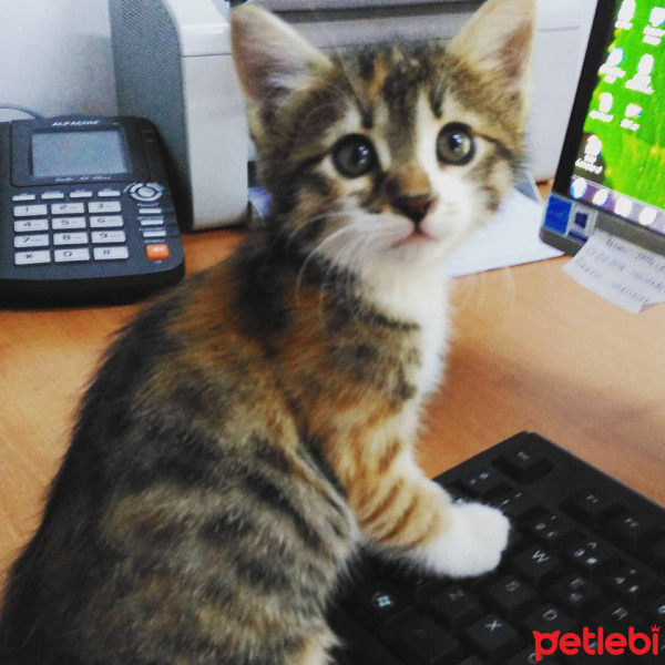Cymric, Kedi  üzüm fotoğrafı