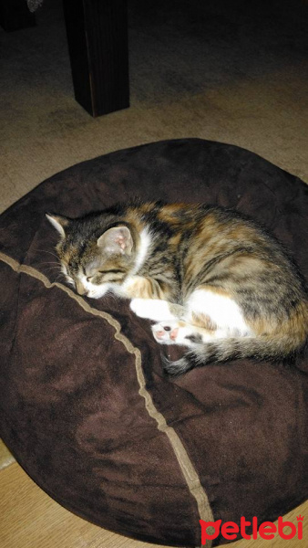 Cymric, Kedi  üzüm fotoğrafı