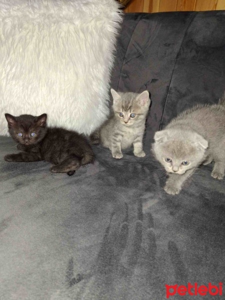 British Shorthair, Kedi  Adı yok :) fotoğrafı