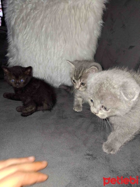 British Shorthair, Kedi  Adı yok :) fotoğrafı