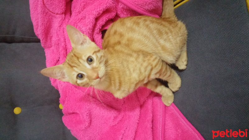 Tekir Kedi, Kedi  susam fotoğrafı