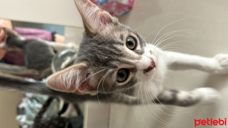 Tekir Kedi, Kedi  Osman fotoğrafı