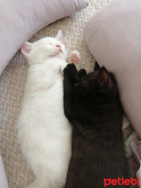 British Shorthair, Kedi  3 güzel yavru kedi. fotoğrafı