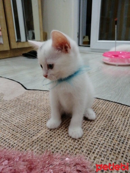 British Shorthair, Kedi  3 güzel yavru kedi. fotoğrafı