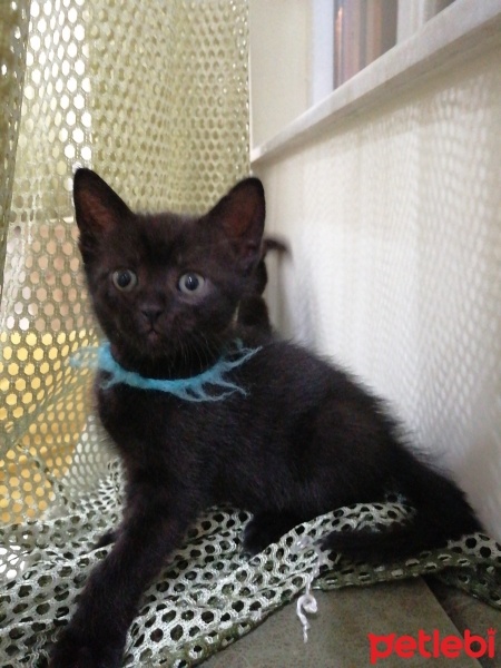 British Shorthair, Kedi  3 güzel yavru kedi. fotoğrafı