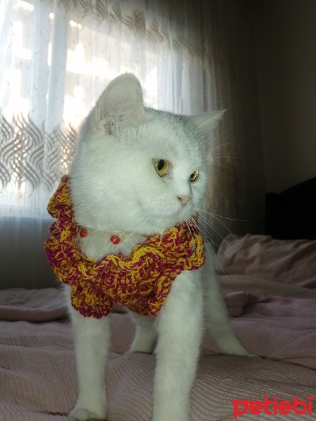 British Shorthair, Kedi  3 güzel yavru kedi. fotoğrafı