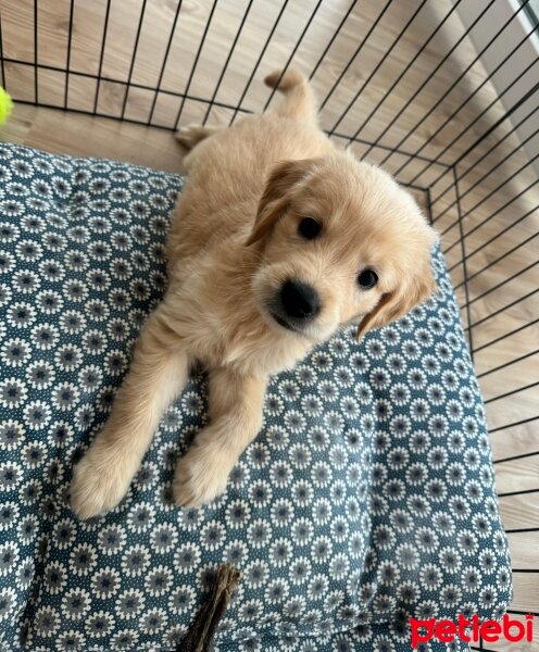 Golden Retriever, Köpek  Asel fotoğrafı