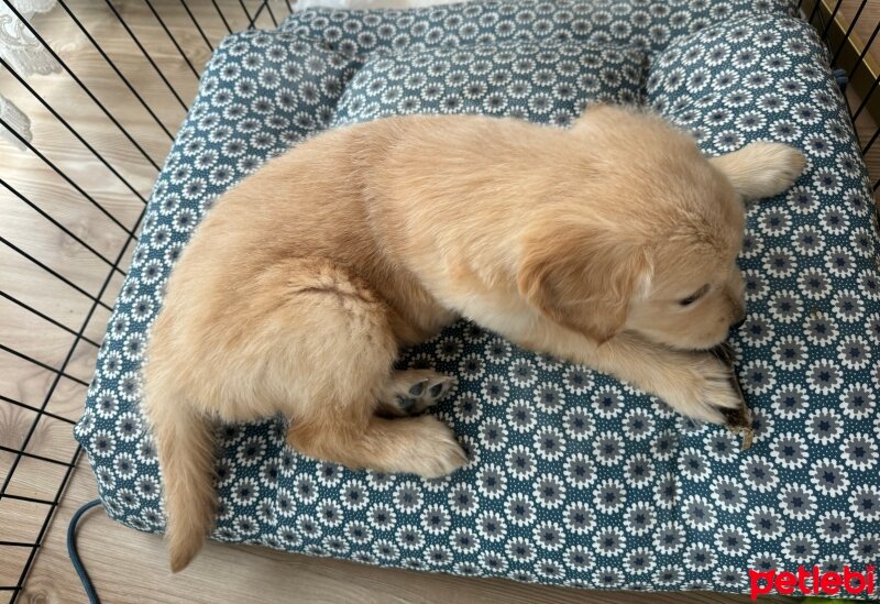 Golden Retriever, Köpek  Asel fotoğrafı