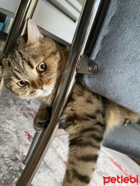 British Shorthair, Kedi  Rüzgar fotoğrafı