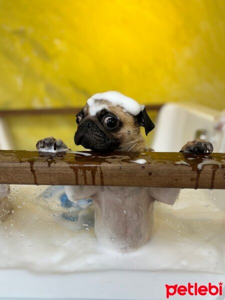 Pug, Köpek  Zeze fotoğrafı