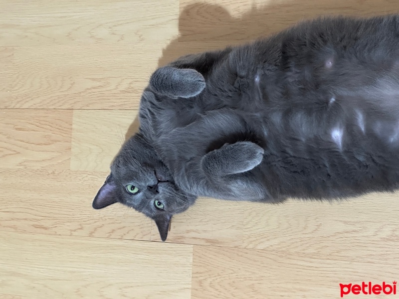 Mavi Rus, Kedi  Duman fotoğrafı