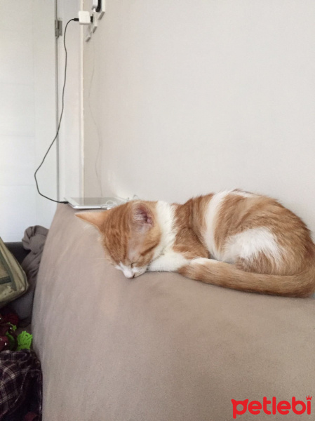 Tekir Kedi, Kedi  bozo fotoğrafı