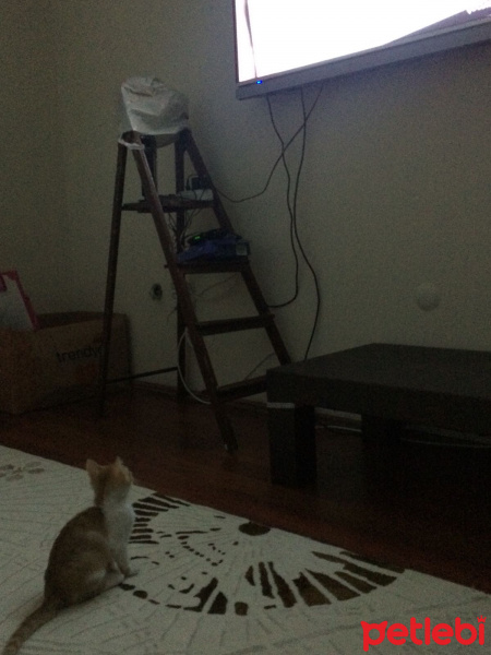 Tekir Kedi, Kedi  bozo fotoğrafı