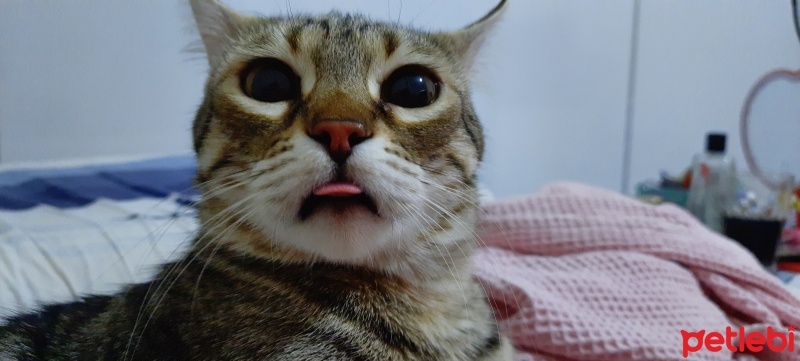 Tekir Kedi, Kedi  Bambi fotoğrafı