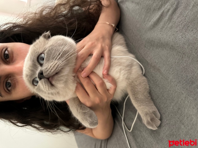 Scottish Fold, Kedi  Casper fotoğrafı