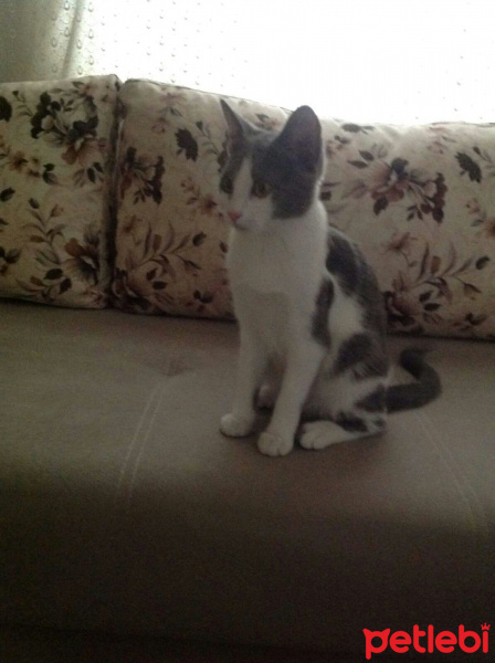 Ankara Kedisi, Kedi  balım fotoğrafı
