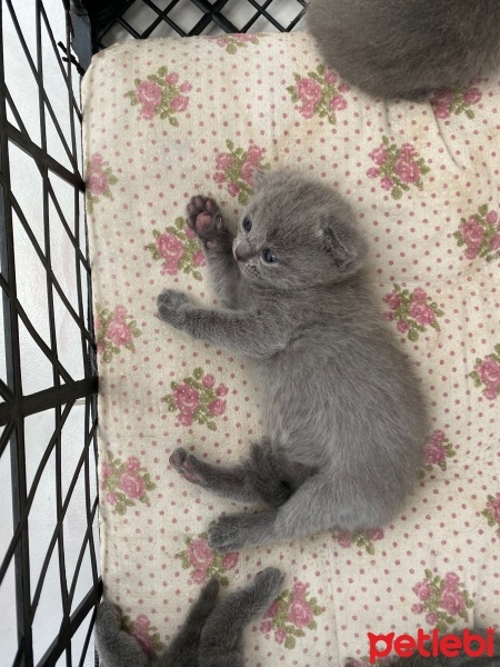 British Longhair, Kedi  Biritiş skutiş fotoğrafı