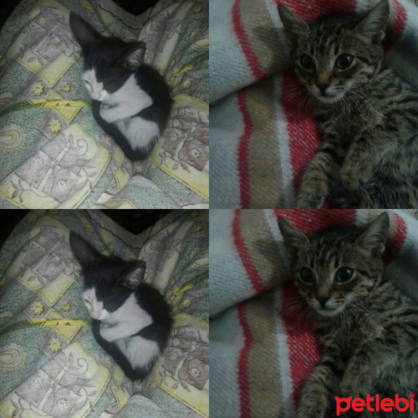 Tekir Kedi, Kedi  umutnazli fotoğrafı