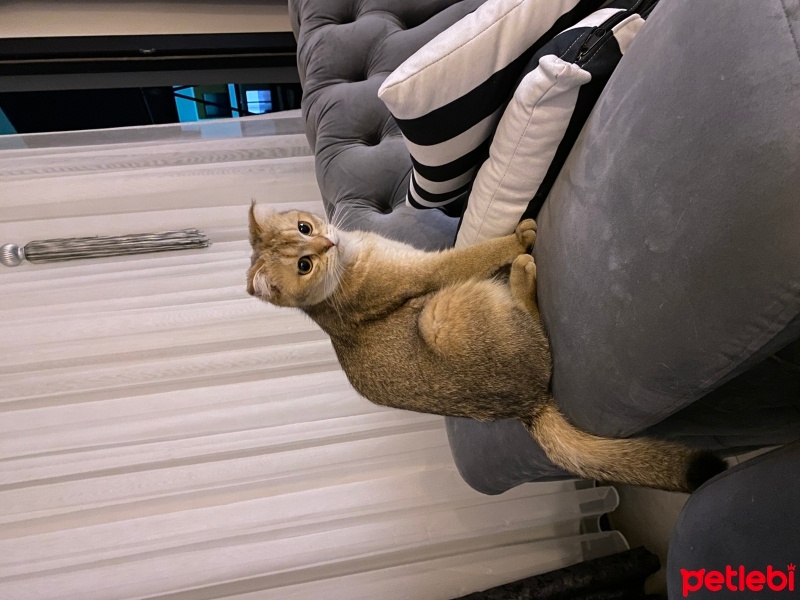 British Shorthair, Kedi  Mia fotoğrafı