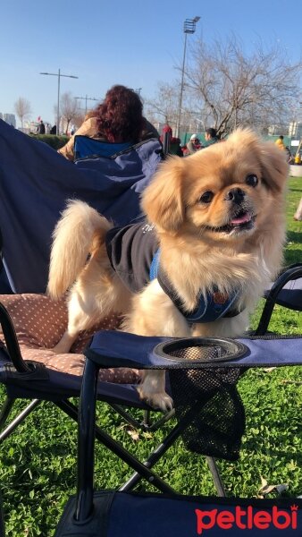 Pekingese, Köpek  MuGi fotoğrafı