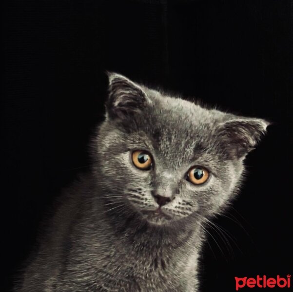 British Shorthair, Kedi  Gümüş fotoğrafı