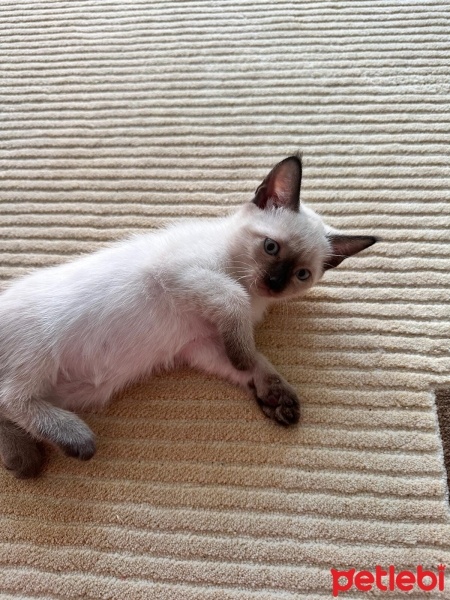 Siyam Kedisi, Kedi  Adı yok fotoğrafı