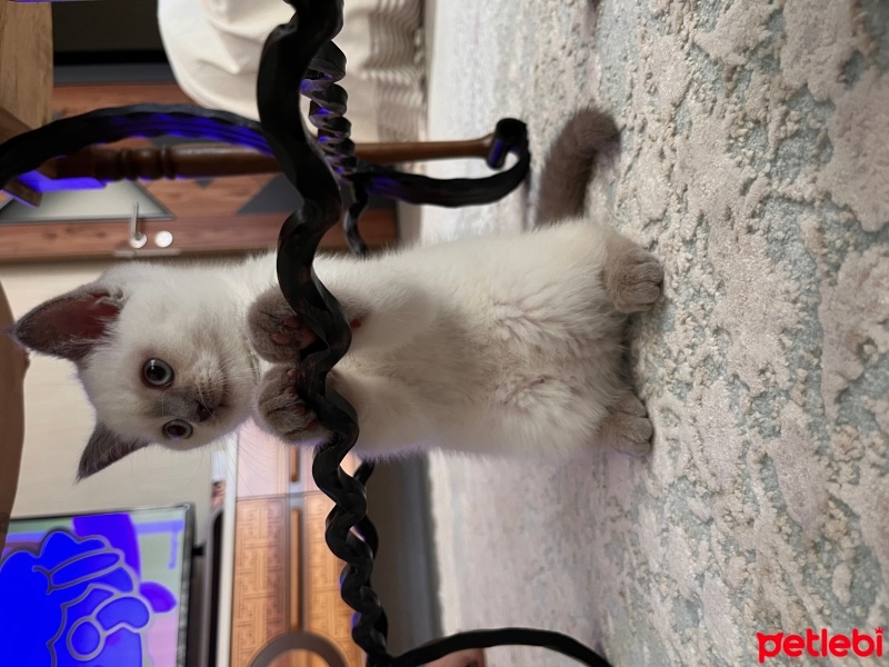 British Shorthair, Kedi  Kaymak fotoğrafı