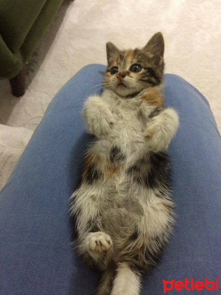 Tekir Kedi, Kedi  Fındık fotoğrafı