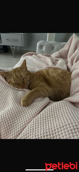 Sarman, Kedi  Şans fotoğrafı
