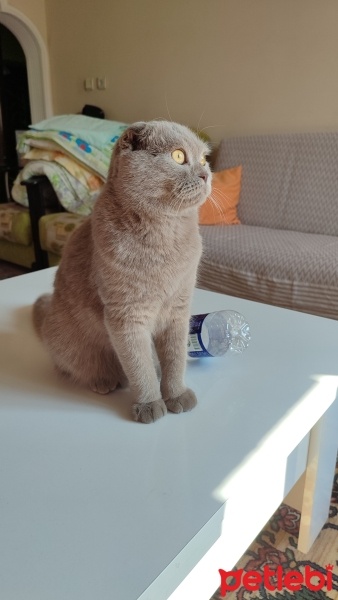 Scottish Fold, Kedi  Mia fotoğrafı