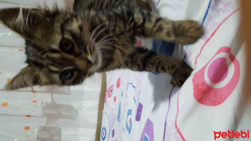 Tekir Kedi, Kedi  Duman fotoğrafı
