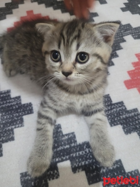 Brazilian Shorthair, Kedi  Poncik fotoğrafı