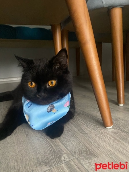 British Shorthair, Kedi  Gölge fotoğrafı