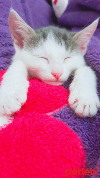 Tekir Kedi, Kedi  Can fotoğrafı
