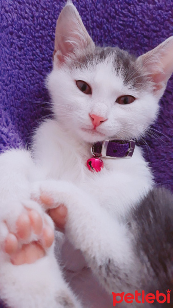 Tekir Kedi, Kedi  Can fotoğrafı
