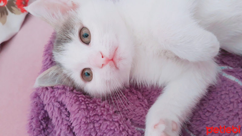 Tekir Kedi, Kedi  Can fotoğrafı