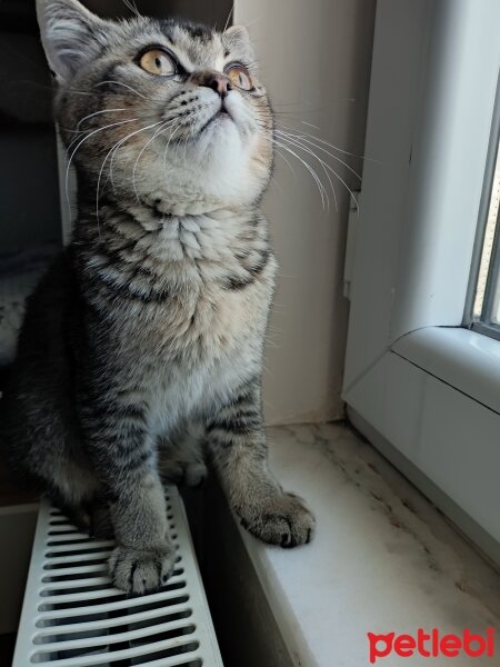 British Shorthair, Kedi  Mia fotoğrafı