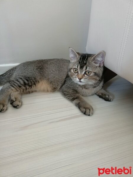 British Shorthair, Kedi  Mia fotoğrafı